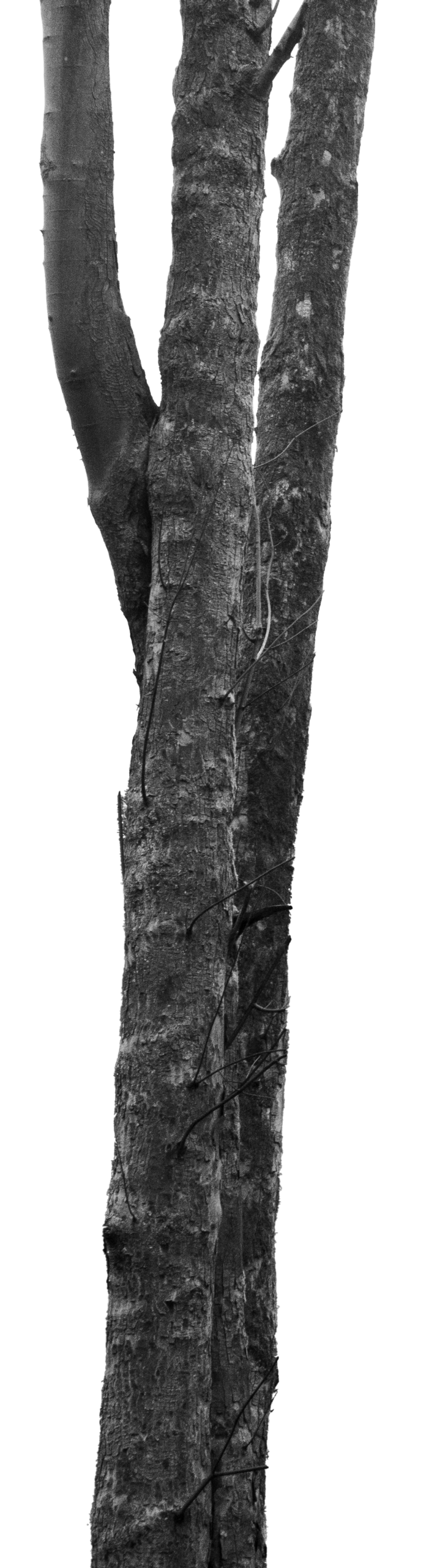 Arbre4 Scaled
