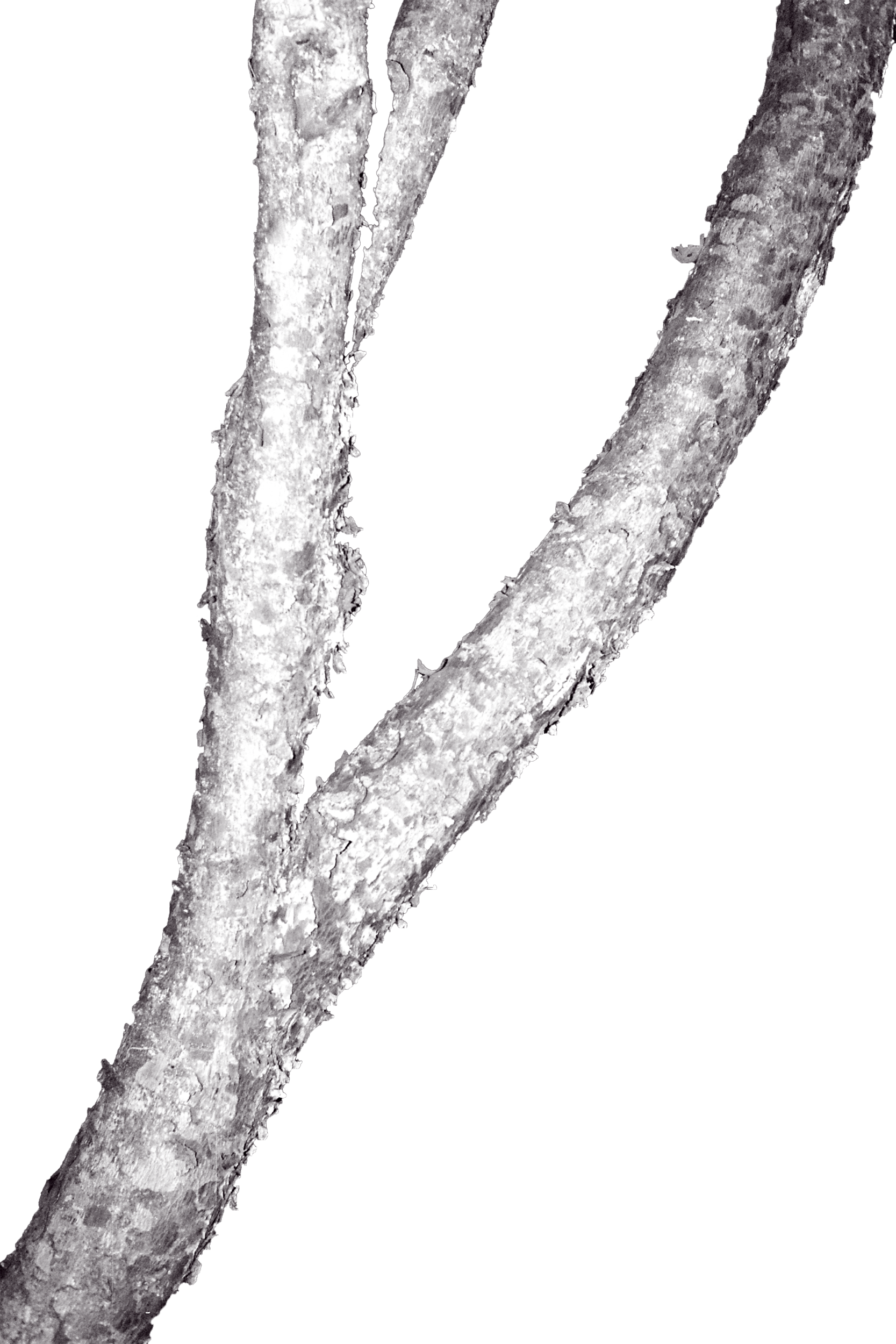 Arbre5